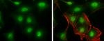 MA2 Antibody in Immunocytochemistry (ICC/IF)