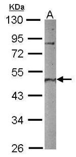 MA2 Antibody in Western Blot (WB)