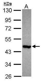 MA2 Antibody in Western Blot (WB)