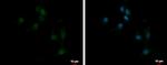 EBF3 Antibody in Immunocytochemistry (ICC/IF)