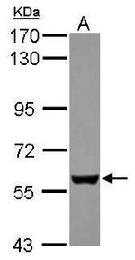 EBF3 Antibody in Western Blot (WB)