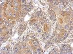 RAPGEFL1 Antibody in Immunohistochemistry (Paraffin) (IHC (P))