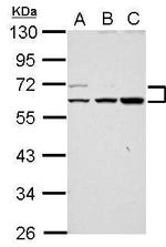 RAPGEFL1 Antibody in Western Blot (WB)