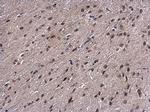 PSMB7 Antibody in Immunohistochemistry (Paraffin) (IHC (P))