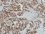 WDR4 Antibody in Immunohistochemistry (Paraffin) (IHC (P))