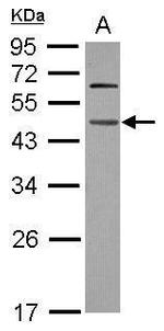 WDR4 Antibody in Western Blot (WB)