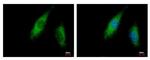 ABCE1 Antibody in Immunocytochemistry (ICC/IF)