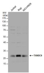 TXNDC9 Antibody in Western Blot (WB)