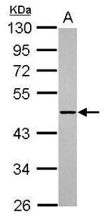 ADAMTSL1 Antibody in Western Blot (WB)