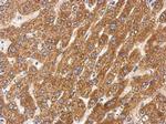 SIRT5 Antibody in Immunohistochemistry (Paraffin) (IHC (P))