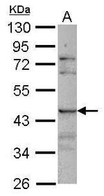 SIGLEC8 Antibody in Western Blot (WB)