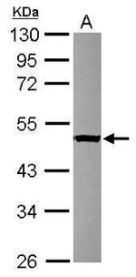 SERGEF Antibody in Western Blot (WB)