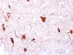 EGFLAM Antibody in Immunohistochemistry (Paraffin) (IHC (P))