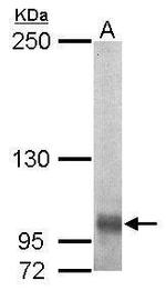 EGFLAM Antibody in Western Blot (WB)