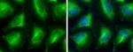 GPD1 Antibody in Immunocytochemistry (ICC/IF)