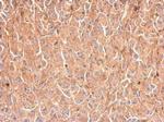 GPD1 Antibody in Immunohistochemistry (Paraffin) (IHC (P))