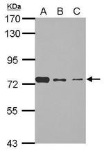 SENP3 Antibody in Western Blot (WB)