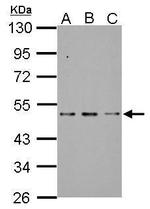 SF3B4 Antibody in Western Blot (WB)