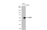 TRIM15 Antibody in Western Blot (WB)