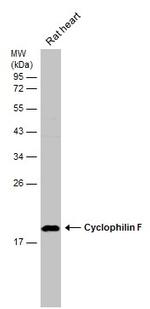 Cyclophilin F Antibody in Western Blot (WB)