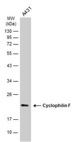 Cyclophilin F Antibody in Western Blot (WB)