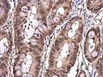 eIF6 Antibody in Immunohistochemistry (Paraffin) (IHC (P))