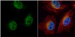 HEY1 Antibody in Immunocytochemistry (ICC/IF)