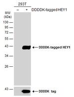 HEY1 Antibody in Western Blot (WB)