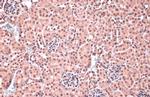 HOXC10 Antibody in Immunohistochemistry (Paraffin) (IHC (P))