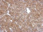 LANCL1 Antibody in Immunohistochemistry (Paraffin) (IHC (P))