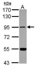 MARS2 Antibody in Western Blot (WB)