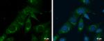 PRELID1 Antibody in Immunocytochemistry (ICC/IF)