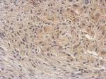 Arginase 2 Antibody in Immunohistochemistry (Paraffin) (IHC (P))