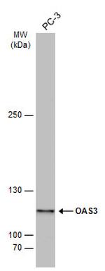 OAS3 Antibody in Western Blot (WB)