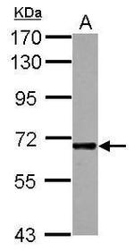 ICAM-2 Antibody in Western Blot (WB)