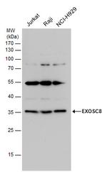 EXOSC8 Antibody in Western Blot (WB)