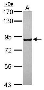 PCDHB16 Antibody in Western Blot (WB)