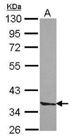 Septin 3 Antibody in Western Blot (WB)