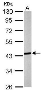 Septin 3 Antibody in Western Blot (WB)