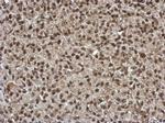 SLU7 Antibody in Immunohistochemistry (Paraffin) (IHC (P))