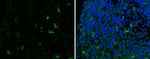 SLIT2 Antibody in Immunohistochemistry (Paraffin) (IHC (P))