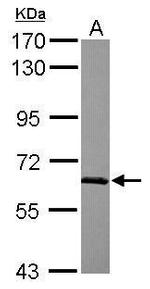 SF3A3 Antibody in Western Blot (WB)