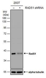 RAD51 Antibody