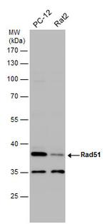 RAD51 Antibody in Western Blot (WB)