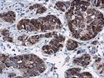 RNF212 Antibody in Immunohistochemistry (Paraffin) (IHC (P))