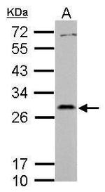 PAFAH1B2 Antibody in Western Blot (WB)