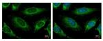 HADH Antibody in Immunocytochemistry (ICC/IF)