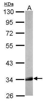 HADH Antibody in Western Blot (WB)