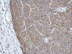 PAICS Antibody in Immunohistochemistry (Paraffin) (IHC (P))