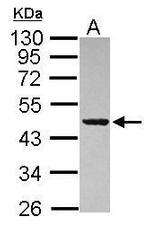 PAICS Antibody in Western Blot (WB)